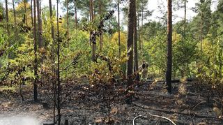Bereits die Schäden eines kleines Waldbrandes nehmen immense Ausmaße an, wie ein Foto von 2018 zeigt.