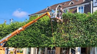 Im Kampf gegen die Läuse werden die Linden in der Carl-Theodor-Straße beschnitten