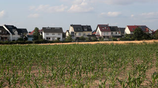Ein Blick in Richtung Wohnbebauung zeigt es – das Gewann Biblis IV bietet unterschiedlichen Nahrungspflanzen optimale Bedingungen und ist somit für die hiesige Landwirtschaft unverzichtbar.