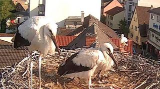 erste flugversucher