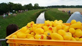 Noch sind sie trocken – die rund 1300 nummerierten Enten gehen 2022 gleich auf die Strecke und schwimmen den Kraichbach entlang vor zum Ziel auf Höhe des Bootshauses.