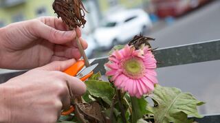 Wer bei seinen Balkonpflanzen verwelkte Blütenköpfe abschneidet, kann sich auf viele neue Blüten freuen.