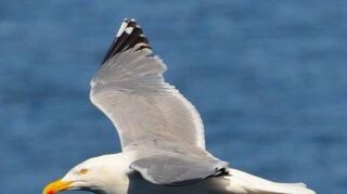 Diese Möwe ist während einer Kreuzfahrt „erwischt“ worden.