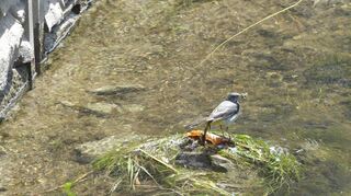 Nimmt die Wasserqualität des Kraichbaches nicht so wichtig: Die Gebirgsstelze fühlt sich wohl am Gewässer wie hier in der Nähe der Brücke in der Karlsruher Straße, wo sie offenbar ein gut geschütztes Nest hat.