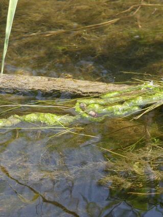 Die Alge Gemeiner oder Echter Darmtang zeugt von schlechter Wasserqualität.