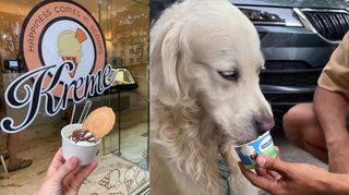 In der Eisdiele "Kreme" gibt es Eis für Menschen (links) und Hunde (rechts) - Dem ersten tierischen Kunden scheint es zu schmecken.