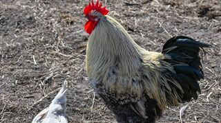 Die Artgenossen dieses womöglich lautstarken Vogels sind dieses Jahr beim Hahnenwettkrähen nicht mehr die alleinige Hauptattraktion. Stattdessen teilen sie sich die Aufmerksamkeit mit Landmaschinen.