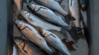 Zahlreiche Fische fielen dem abgesunkenen Sauerstoffgehalt des Teichs bei der Seebühne zum Opfer und konnten von den Rettern nur noch tot geborgen werden.