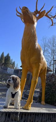 Als Statue ist der Hirsch ok, aber sonst?