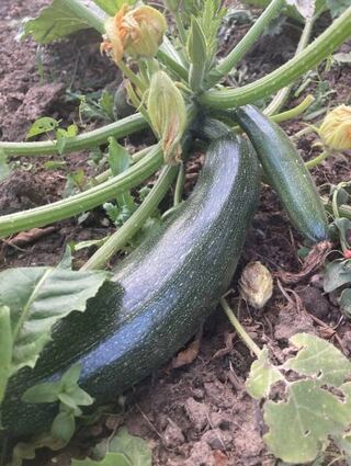 Gut gewässert wachsen die Zucchini im Garten im Eiltempo zu enormer Größe.