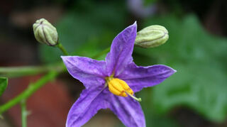 Die Aubergine hat eine wunderschöne Blüte, aus der dann die schwarzen Früchte werden.
