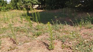 Hier – in der Nähe des Friedhofs – wachsen zwar allerlei Pflanzen, aber man sieht auch deutlich die Auswirkungen der Trockenheit zwischen den robusteren Gewächsen.