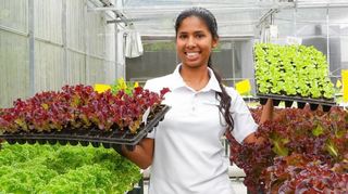 Im „Green House“, dem Gewächshaus der Insel, werden verschiedene Salatsorten als Hydrokulturen angebaut. Um die 30 Kilo am Tag wird hier stellenweise geerntet.