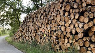 Hoch türmen sich die geschlagenen Baumstämme auf. Dennoch, so der Forst, kein Kahlschlag, sondern um den Versuch zu retten, was noch zu retten ist. Das kranke Holz taugt noch für Spanplatten, würde ansonsten im Wald verrotten.