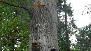 Deutlich sind an der Pappel der Pilz und die bereits beim Sturm entstandenen Aststümpfe zu erkennen.