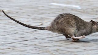 Eine Ratte läuft aufgeschreckt übers Pflaster. Immer häufiger flitzen solch Ratten durch die Friedensstraße – die Anwohner machen dafür die Besitzerin eines verwilderten Gartens verantwortlich.
