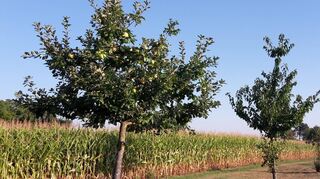 Die Apfelernte ist etwas später im Jahr. Die meisten Sorten erreichen von August bis September ihre Erntereife.