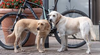 Die Zahl der gemeldeten Hunde ist in Brühl während der Corona-Jahre nach oben geschnellt – das muss aber nicht bedeuten, dass es auch mehr von ihnen im Ort gibt, denn in den vergangenen Jahren wurde einfach stärker kontrolliert.