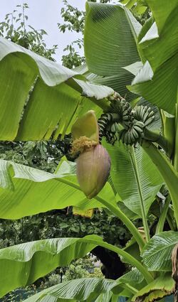 Kleine Bananen wachsen an den Stauden. Optisch machen sie mehr her als geschmacklich – wirklich essbar sind sie nicht.