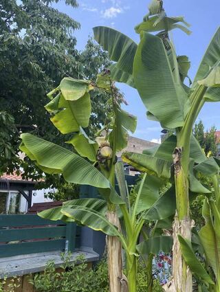 Hoch hinaus wachsen die Bananen im Hause Debellis mittlerweile. Rund fünf Jahre befinden sich die Pflanzen nun bereits im Garten der Familie.