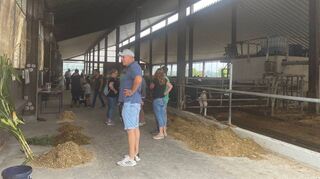 Einen Blick in den Kuhstall des Bauernhof Kief können die Besucher auch bei der zweiten Ausgabe der „Hoggemer Höfe Tour“ werfen und die Tiere aus der Nähe betrachten.