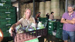 Beim Gemüsehof Schmitt ist zu erfahren, wie und wo Salat wächst. Helene Schmitt wird dabei wie auf diesem Bilde von 2022 die Weiterverarbeitung der Salate am praktischen Beispiel zeigen.