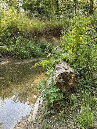 Durch die eingebrachten Barrieren sind im Wasserlauf Zonen unterschiedlicher Ge-schwindigkeit entstanden, neue Lebensräume geschaffen worden. Und die Durchläs-sigkeit für kleine Lebewesen den Bach hinauf wurde verbessert.