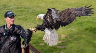 Ein Falkner mit einem Weißkopfseeadler. Die Greifvogel-Flugvorführungen sind faszinierend. Sie finden täglich außer an Freitagen statt.