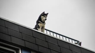 Ein Husky schaut vom Dach eines Wohnhauses herab. In Schwetzingen ist es zu einem ähnlichen Vorfall gekommen, bei dem ein Hund auf einem Dach Ausschau nach seiner Besitzerin hielt. Um welche Rasse es sich dabei handelt ist nicht bekannt. (Symbolbild)