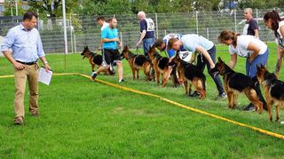 Unter den kritischen Augen von Richter Christian Lang (l.) stellen sich die Schäferhunde bei der Zuchtschau der Bewertung.