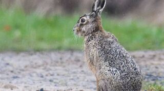 Feldhasen finden am Feldweg immer weniger Nahrung und sind zudem aufgrund der fehlenden Bepflanzung und Mono-kulturen zu einer leichten Beute für Greifvögel geworden.