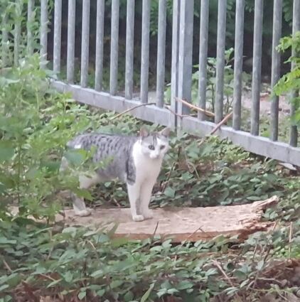 Nur diese mutige Katze traut sich in die Nähe der Futterstation, während Barbara Schwalbe die Näpfe auffüllt.