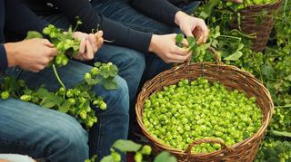 Beim „Hopfezopfe“ ist viel Fingerspitzengefühl gefragt: Das Abzupfen der Hopfendolden will geübt sein.