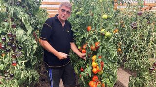 Inmitten seiner 125 Sorten Tomatenpflanzen fühlt sich der in Brühl wohnende Klaus Wohlfeld sichtlich wohl. Immer wieder zückt er das Messer, pflückt Tomaten von den Pflanzen und schneidet sie für seine Gäste in mundgerechte Stücke auf.