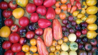 Tomaten in allen erdenklichen Farben und Größen finden sich im Garten von Klaus Wohlfeld.