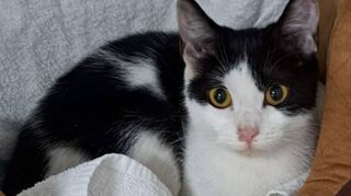 Diese junge Katzenfrau sucht ihr bis-heriges Zuhause.