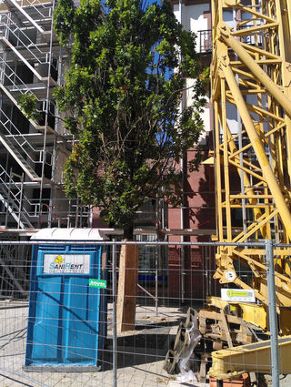 Das Bild zeigt einen baum mit Stammschutz, der Kran befindet sich allerdings direkt angrenzend an die Säuleneiche