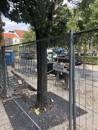 Am Donnerstag, dem 31.08.2023 ist der Baumstamm nach wie vor ungeschützt.