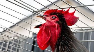 Ein Hahn kräht während eines Hähnewettkrähens in einem Käfig. Bei der traditionellen Veranstaltung des Kleintierzuchtvereins gewinnt der Hahn, der die meisten Krährufen auf sich vereint.