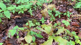 Dem Oftersheimer Wald machen der Maikäfer und seine Larven massiv zu schaffen. Für die SPD ist Klimaschutz ein essenzielles Thema – auch für die Kommunalwahlen im nächsten Jahr.