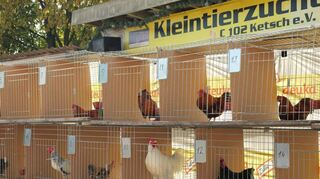 Hier krähen die Hähne: Wer auf das Tier setzt, das am häufigsten Laut gibt, gewinnt.