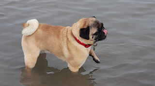 Der churfürstliche Mops.
