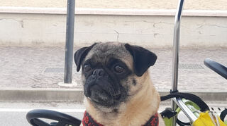 Der churfürstliche Mops.