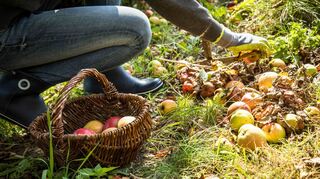 Fallobst sammeln: Äpfel ohne faule Stellen eignen sich hervorragend zum Entsaften.