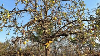 Mit einem gelben Band markierte Bäume, wie hier auf der Streuobstwiese hinter dem ASV-Sportplatz in Eppelheim, dürfen kostenfrei und auf eigene Gefahr geerntet werden.