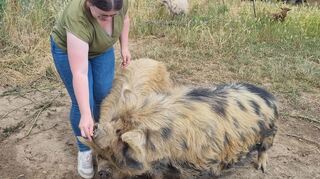Jungwinzerin Laurence vom Weingut Frick hat besondere Hüter im Weinberg: die beiden Kunekuneschweine "Bodo" und "Emma".