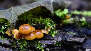 Der Samtfußrübling ist in ein paar Wochen auch im Wald zu finden.