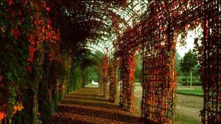 Die Wilde Weinrebe, die die filigranen Laubengänge ziert, färbt sich im Herbst ein und erstrahlt in leuchtendem Rot.