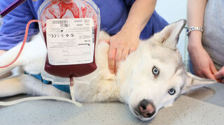 Auf diesem Symbolbild wird einem Husky gerade Blut für eine Spende an einen anderen Hund abgenommen.