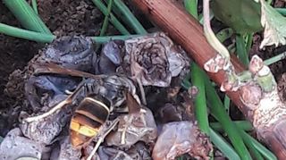 Gudrun Monshausen beobachtet in ihrem Garten gern die Insektenwelt – diesmal entdeckte sie eine Asiatische Hornisse auf den Weintrauben.